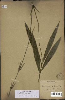 spécimen de Desmoncus orthacanthos