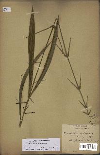 spécimen de Desmoncus orthacanthos