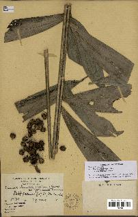 spécimen de Bactris acanthocarpa