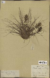 spécimen de Tillandsia stricta