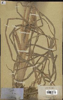spécimen de Typha shuttleworthii