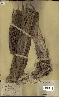 spécimen de Typha latifolia