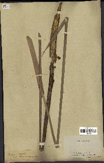 spécimen de Typha latifolia