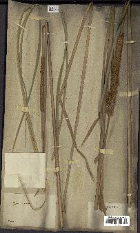 spécimen de Typha javanica