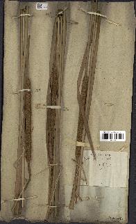 spécimen de Typha javanica