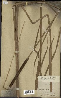 spécimen de Typha javanica