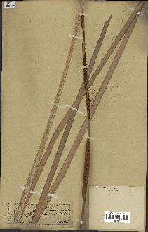 spécimen de Typha javanica