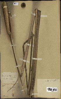 spécimen de Typha javanica