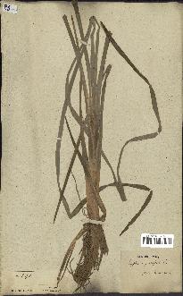 spécimen de Typha javanica