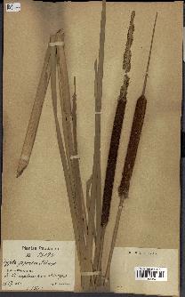 spécimen de Typha japonica