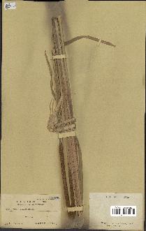 spécimen de Typha japonica