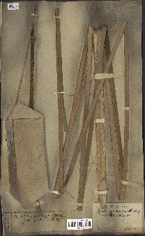 spécimen de Typha elephantina