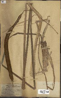 spécimen de Typha domingensis