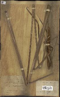 spécimen de Typha domingensis