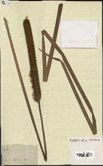 spécimen de Typha angustifolia