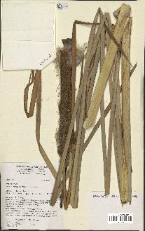 spécimen de Typha angustifolia