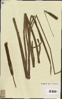 spécimen de Typha angustifolia