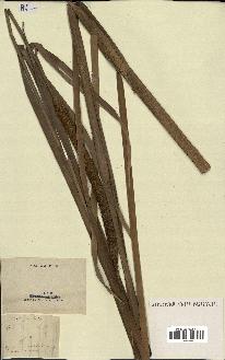 spécimen de Typha angustifolia