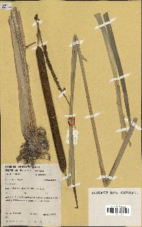 spécimen de Typha angustifolia