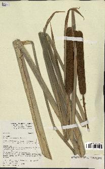 spécimen de Typha angustifolia