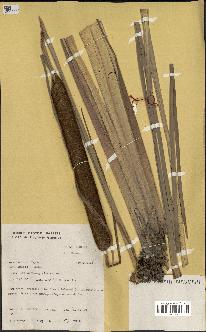 spécimen de Typha angustifolia