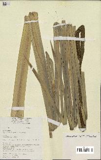 spécimen de Typha angustifolia