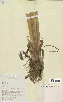 spécimen de Typha angustifolia