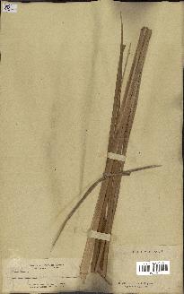 spécimen de Typha angustifolia