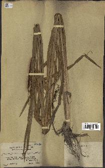 spécimen de Typha angustifolia