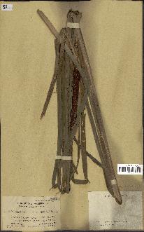 spécimen de Typha angustifolia