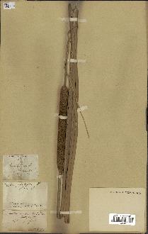 spécimen de Typha angustifolia