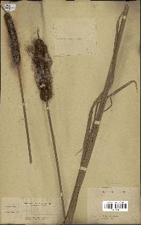 spécimen de Typha angustifolia