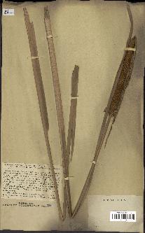 spécimen de Typha angustifolia