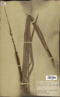 spécimen de Typha angustifolia