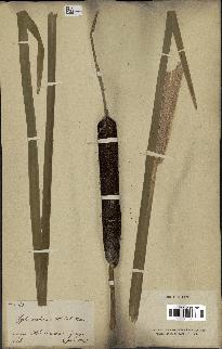 spécimen de Typha latifolia