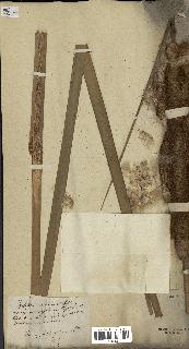 spécimen de Typha latifolia