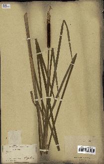 spécimen de Typha latifolia