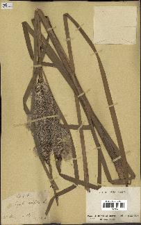 spécimen de Typha latifolia