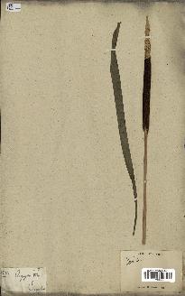 spécimen de Typha latifolia