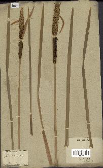 spécimen de Typha latifolia