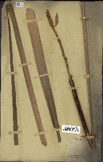 spécimen de Typha latifolia