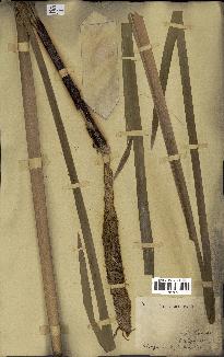 spécimen de Typha latifolia