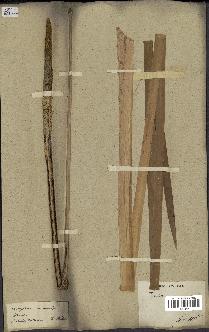 spécimen de Typha latifolia