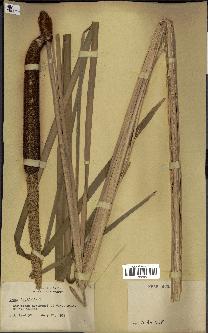 spécimen de Typha latifolia