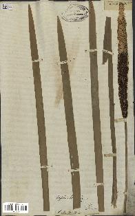 spécimen de Typha latifolia