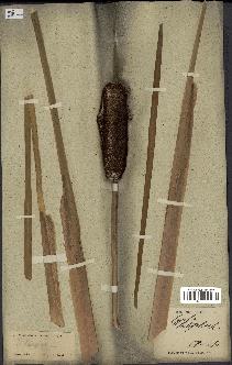 spécimen de Typha latifolia