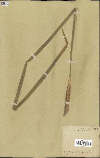 spécimen de Typha latifolia