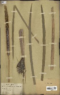 spécimen de Typha latifolia