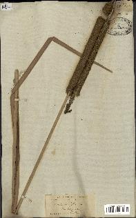 spécimen de Typha latifolia