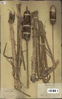 spécimen de Typha latifolia